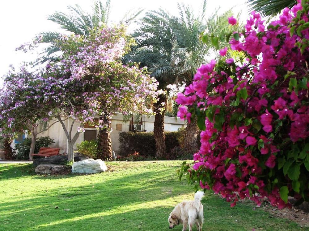 Eilot Kibbutz Country Lodging Eilat Exterior photo